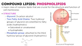 LIPIDS  classification types structure function  Triglycerides  Phospholipids  Glycolipids [upl. by Derdlim]