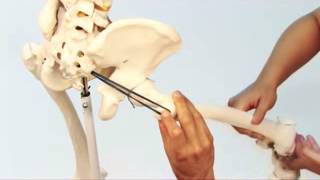 Piriformis Muscle Medially Rotates with Dr Joe Muscolino [upl. by Rudie]