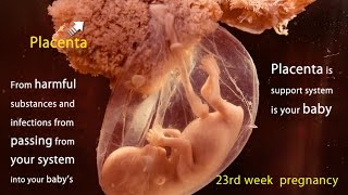 23 Weeks Pregnant Watch the Movements of Your Baby [upl. by Emmit]