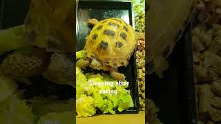 Trunky Horsefield Tortoise sleeping [upl. by Jezabel]