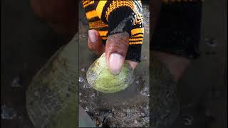 Finding incredible emerge pearl in clam its very beautiful pearl clam [upl. by Enirac]