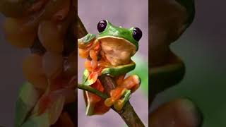 Adorable RedEyed Tree Frog Climbing a Branch 🐸🌿 Wildlife nature [upl. by Hoffman892]