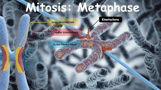 Mitosis Metaphase [upl. by Vala]