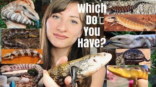 Types Of Blue Tongue Skinks Subspecies [upl. by Ocsinarf]