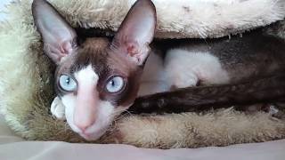 Cornish Rex Ulrico [upl. by Moreno]