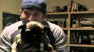 EPIC Pug Pees Right into Its Owners Mouth [upl. by Idette]