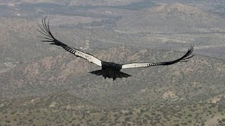 Flight of the Condor [upl. by Ginder]