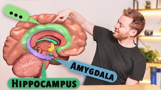 Das Limbische System Aufbau und Funktion verstehen [upl. by Metabel]