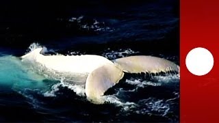 Meet Migaloo Extremely rare white whale spotted off Australia coast [upl. by Lytsyrk789]