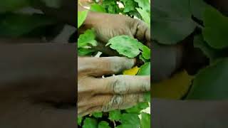 Mealy bugs attack on hibiscus plant [upl. by Pammie918]