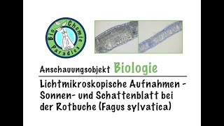 Anschauungsobjekt Biologie – Mikroskopische Aufnahmen – Sonnen und Schattenblatt der Rotbuche [upl. by Benedict]