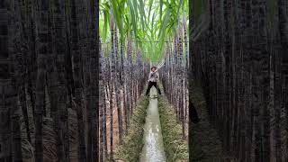 A small household sprinkler is used to water sugarcane [upl. by Novanod183]