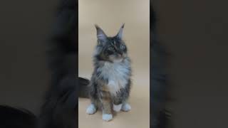 Wilma European Maine Coon available for adoption  Purebred Kitties [upl. by Jeanelle]