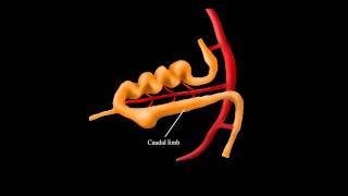 Embryological Rotation of the Midgut [upl. by Nnarual]