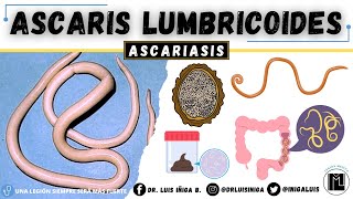 Ascaris lumbricoides  Morfología Ciclo de vida Patogenia Clínica Diagnóstico Profilaxis [upl. by Rehpotsirc]