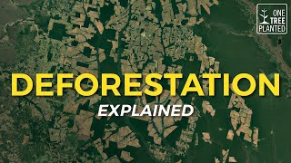 What is Deforestation  Eco Facts  One Tree Planted [upl. by Vardon138]