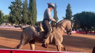 4K Exhibición de caballos árabes en el Alcázar  Córdoba 2021 [upl. by Georges]