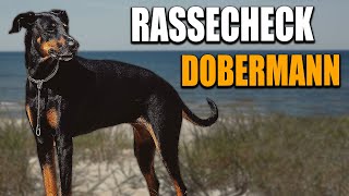 Dobermann Rassecheck  Rasseportrait Rassebeschreibung Informationen zur Rasse Dobermann [upl. by Amsab656]