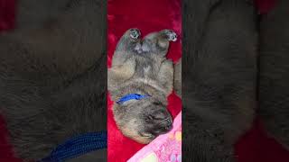 please sisters stop noise let me Coco sleep 611 thanks for watching [upl. by Carolyne]