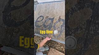 Eggciting Report Thursday chicken animals comedy life egg food family [upl. by Ewold141]