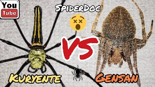 REMATCH KURYENTE vs GENSAN sa STICK Grabeng Tapang Talaga Spider Fight [upl. by Niras]