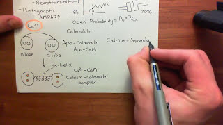 Ionotropic Glutamate Receptors Part 7 [upl. by Angeli74]