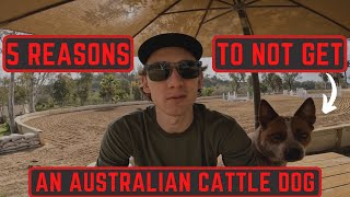 5 Reasons to NOT Get an Australian Cattle Dog AVOID [upl. by Ming]