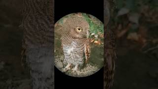 Owl 🦉 Tere Naina👀owlbirdlovers naturalvideo ytshorts [upl. by Fauman]