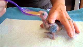 Baby Parrotlet Spoon FeedingTropical Wings Parrot Place [upl. by Circosta]