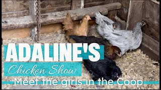 Adalines Chicken Show  Episode 1  Meet Our 5 Feathered Friends [upl. by Ahsela]