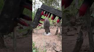 Amazing Most Building Beautiful House Wild Pig Trap Using Gas Cylinder wildanimal animals short [upl. by Iah]