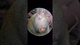 Agouti Parque Nacional Manuel Antonio 1 en Costa Rica 2024 [upl. by Aitropal]