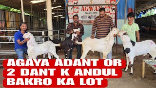 Adant Or 2 Dant Palne Wale Andul Bakre Jabardast Rate Me Agwan Goat Farm Bhiwandi Padgha [upl. by Benioff58]