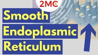 Smooth Endoplasmic Reticulum Function and Structure  Cell Biology Simplified [upl. by Aihtnis]