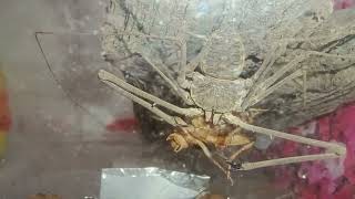 Amblypygi Tailless whip scorpion eating [upl. by Consolata]