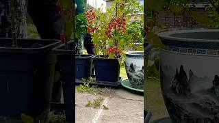 Garden clean up tomatoes plants agriculture tomatoharvest tomato hdgardencare garden shorts [upl. by Wavell]