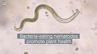 Bioorganic fertilizers nematode feeding behaviors and disease suppression in crops [upl. by Cicenia787]