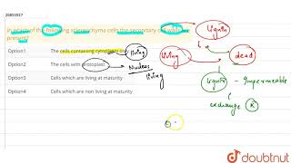 In which of the following sclerenchyma cells the secondary cell walls [upl. by Yeltsew]