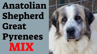 Anatolian ShepherdGreat Pyrenees mix lifespan The Anatolian Pyrenees [upl. by Korrie]