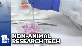 Lab uses alternative to animal testing for research [upl. by Pack]