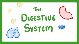 GCSE Biology  Digestive System 18 [upl. by Joly]