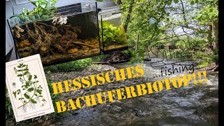 Hessisches Bachuferbiotop [upl. by Oiramel]