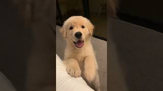 Golden Retriever cute Puppy 🌸🥰🌺 doglover puppy akitapuppy pets puppy puppylife [upl. by Marianne]