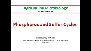 Phosphorus and sulfur cycles  PSB  Mineralization amp Immobilization [upl. by Hiller]