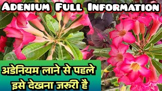 अडेनियम प्लांट गार्डेन में लाने से पहले इसे समझना जरूरी है A to Z About Adenium Care adeniumplant [upl. by Kim]