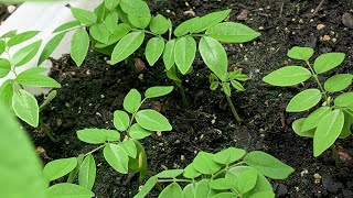 Growing Genuine Rosewood At Home  Plants [upl. by Wendt137]