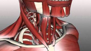 Neck Muscles Anatomy  Anterior Triangle  Part 2 [upl. by Yelsnik]