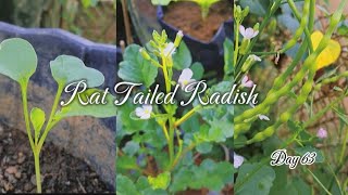 How to grow​ rat tailed radish🌱  ปลูกผักหูด🌱🌱 [upl. by Pierrepont934]