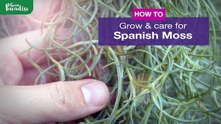 How to grow Spanish moss air plant  Care tips amp propagation Tillandsia usneoides [upl. by Cnahc]