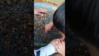 naturalgems gemstones experiment naturalamethyst minerals satisfying gemsandminerals [upl. by Tatman]